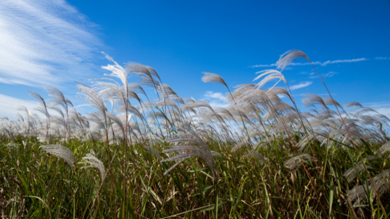Paraná foi atingido por três tornados com ventos de até 330 km/h na última sexta-feira, aponta sistema de alerta
