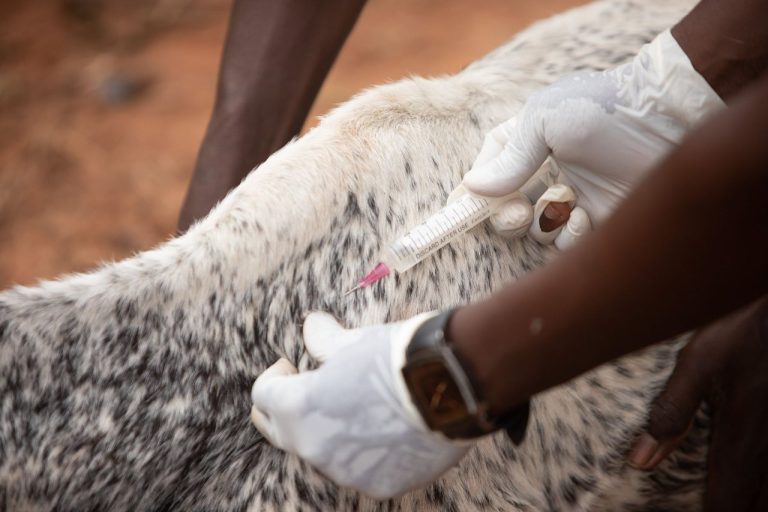 Setor pecuário conta com 14,5 milhões de doses contra clostridioses em setembro Profissional aplica uma vacina em um bovino em uma propriedade rural.