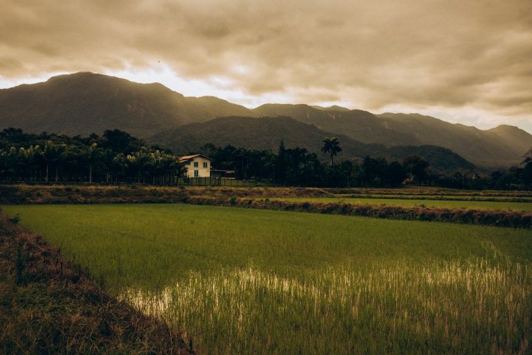 Lavoura de arroz diante de montanhas cobertas por neblina ao entardecer